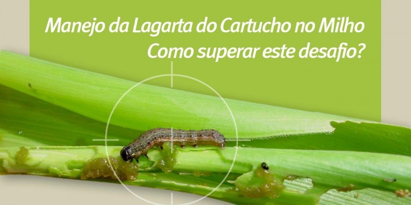 É preciso monitorar a lagarta-do-cartucho