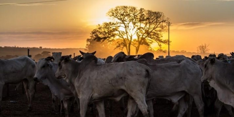 Mercado perde força e preços da carne bovina ficam estáveis no atacado