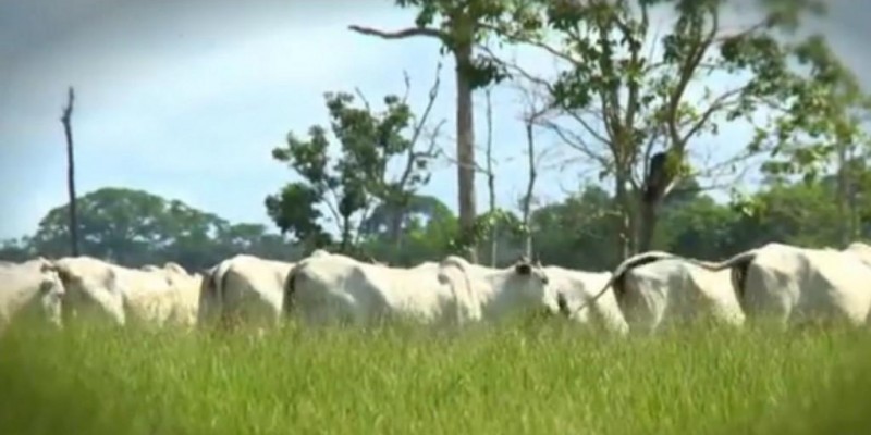 Preenchimento do CAR com informações falsas pode ser considerado crime ambiental