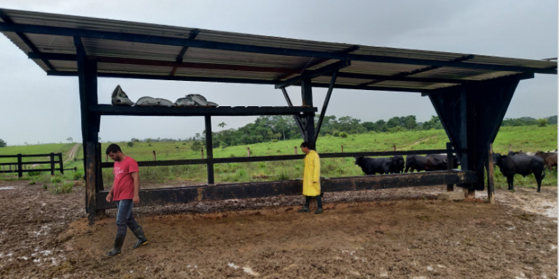 Saiba como nutrir adequadamente o gado nas águas