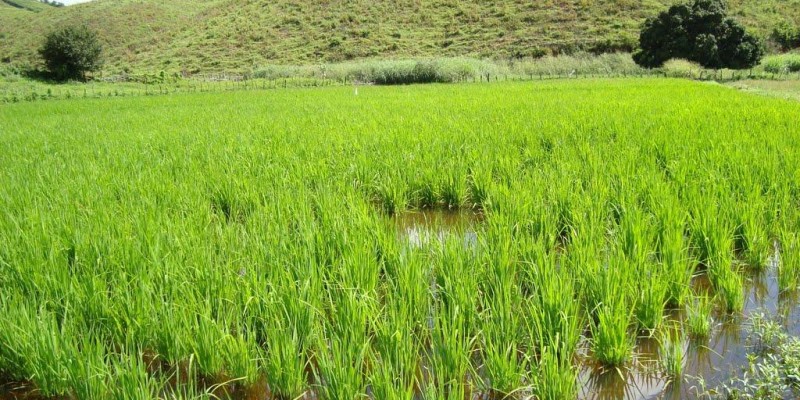 Setor arrozeiro pede maior fiscalização do produto importado