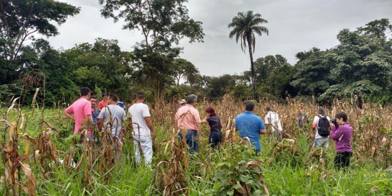 Emater-MG propõe o uso de sementes crioulas de milho no Norte de Minas, em curso de agrobiodiversidade