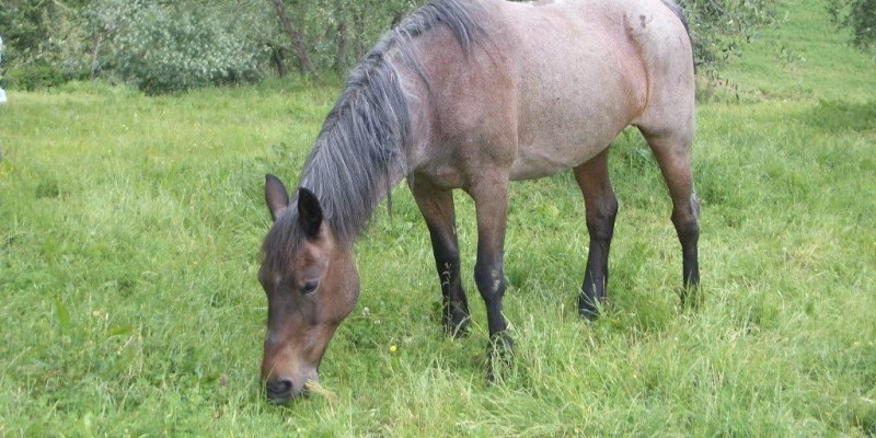 Por que as braquiárias não são recomendadas para os cavalos?