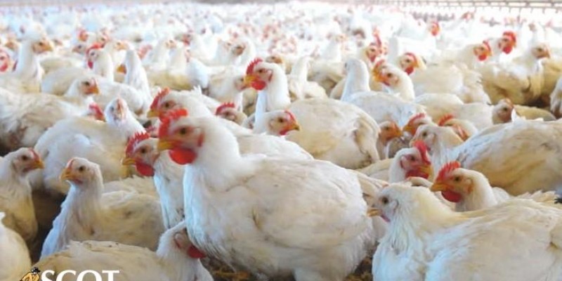 Demanda fraca e baixa movimentação no mercado de frango