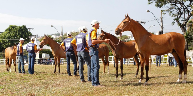 58ª Exposição Estadual Agropecuária terá bovinos, caprinos e equídeos para julgamentos e leilões 