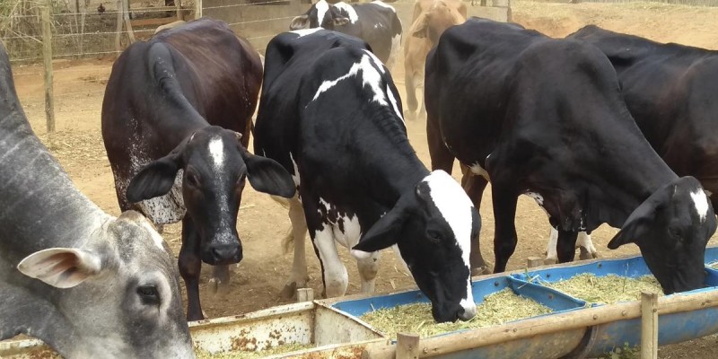 Cana-de-açúcar enriquecida com minerais e proteínas é opção de alimentação para bovinos no Leste mineiro