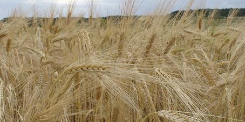 Dia de Campo apresenta o trigo de sequeiro como oportunidade para o Cerrado