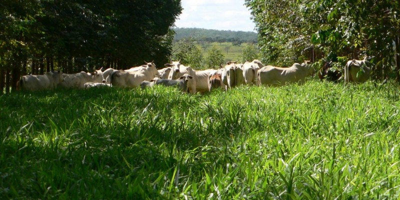 A culpa é da vaca e da brachiaria