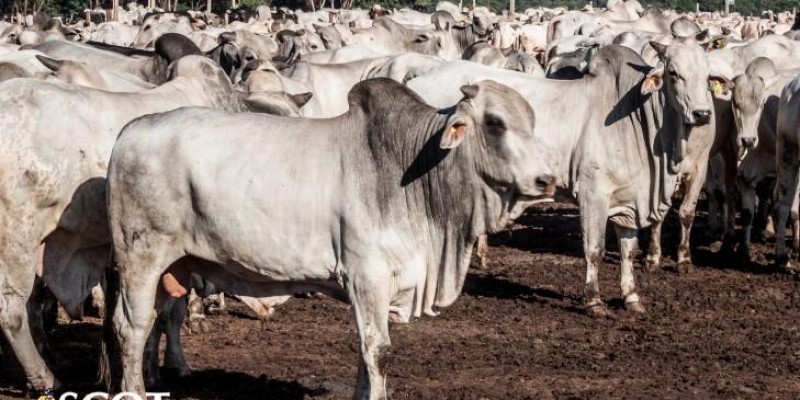 Carne bovina tem alta e dá sustentação para o mercado do boi gordo