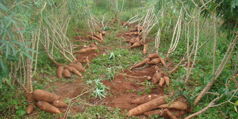 Mandioca: Seca afeta trabalhos de campo, oferta recua e preço sobe