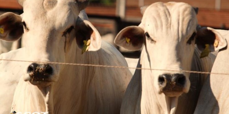 Oferta restrita de boiadas e lentidão no escoamento de carne travam mercado do boi