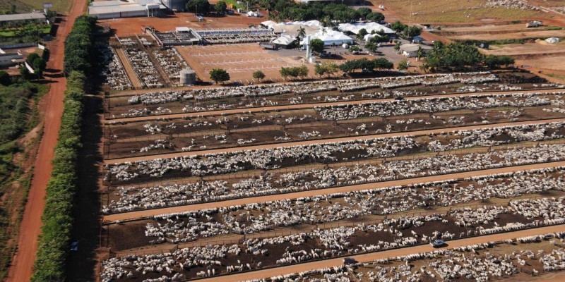 Pecuaristas devem superar desafios para confirmar aumento de 12% no confinamento