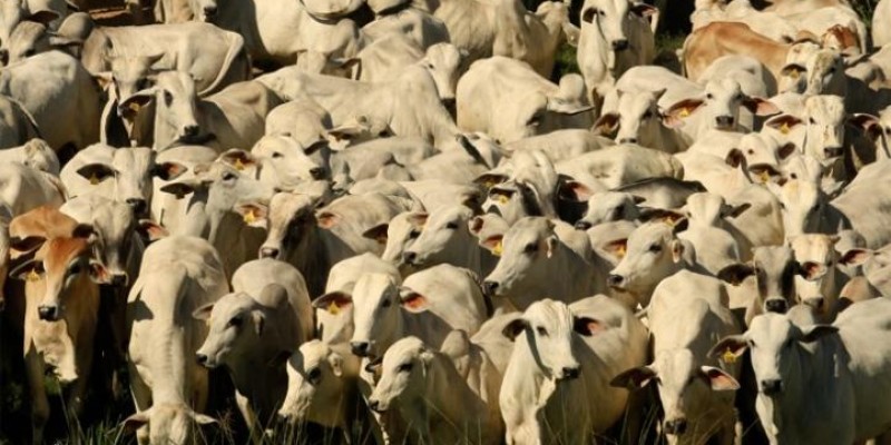 Queda no preço da carne bovina no atacado