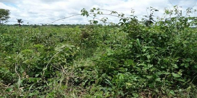 ROÇADAS SÃO PRINCIPAL FERRAMENTA DE CONTROLE DE PLANTAS DANINHAS EM 22% DAS ÁREAS DE PASTAGENS