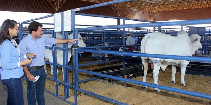 ESPECIALISTA DA ABCZ INDICA QUATRO PONTOS DE ATENÇÃO AO SELECIONAR TOUROS PARA A MONTA