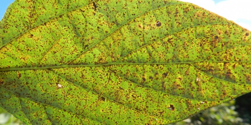 Setor agrícola debate medidas contra a ferrugem asiática na soja