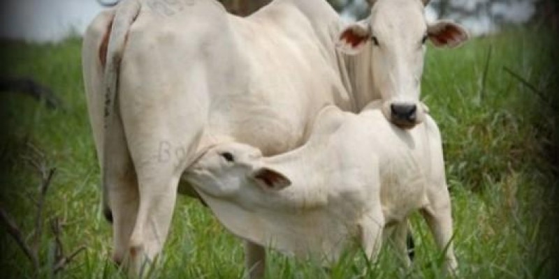 VACAS COM SANIDADE EM DIA DESMAMAM BEZERROS SAUDÁVEIS E EMPRENHAM MAIS