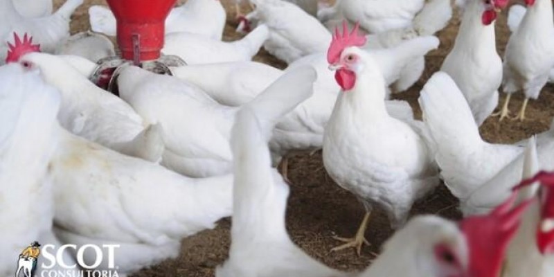 Frango: estabilidade na granja e alta no atacado