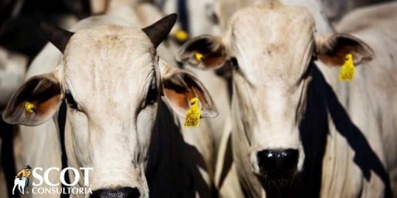 Mercado do boi gordo volta de feriado prolongado em ritmo calmo