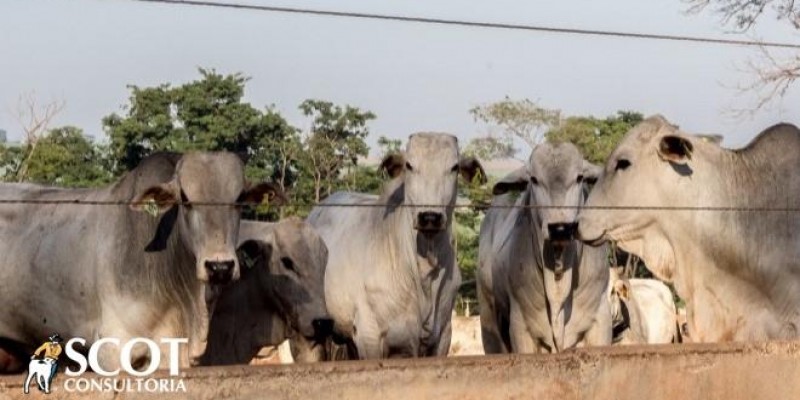 Mercado do boi gordo no Sudeste de Mato Grosso