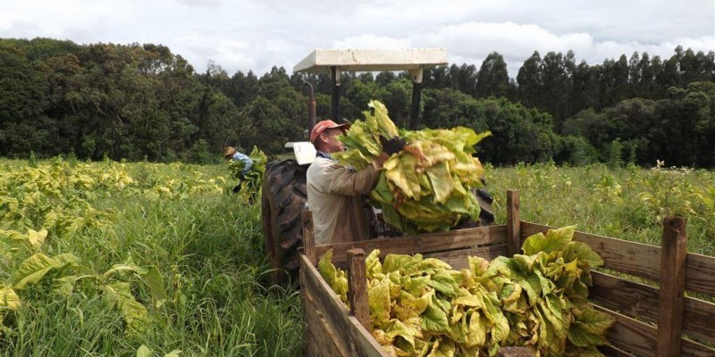 A proteção das mãos durante a colheita de tabaco