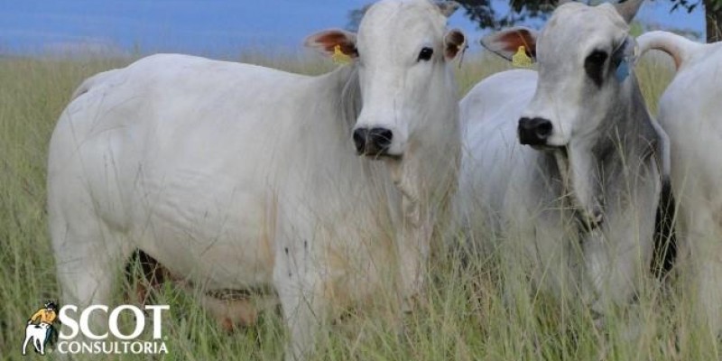 Oferta pequena de boiadas para abate contrapõe o escoamento ruim de carne