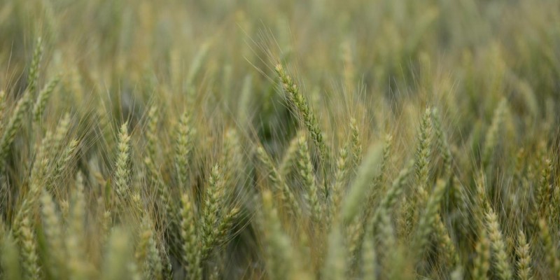 Trigo editado geneticamente resistente aos efeitos da chuva