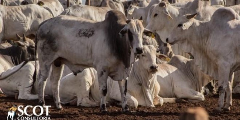 Demanda por animais jovens aquece mercado de novilhas