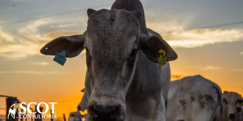 Mercado do boi gordo finaliza a semana calmo