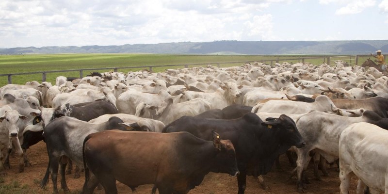 Começou nesta sexta-feira (1/11) a segunda etapa anual da vacinação de bovinos e bubalinos contra febre aftosa