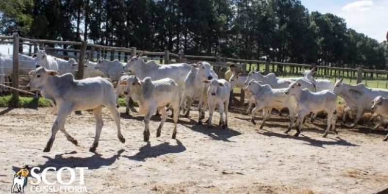 Cotação do bezerro em alta no Paraná