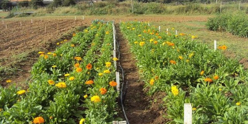 Pesquisa incentiva o cultivo de plantas medicinais para uso fitoterápico