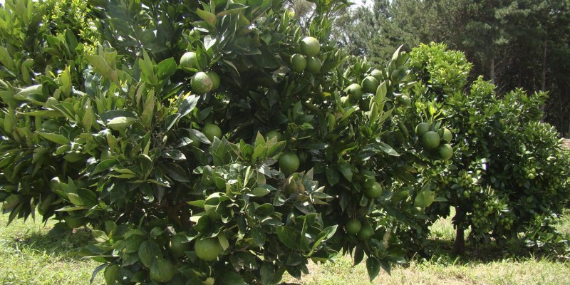 Descubra como cultivar as frutas cítricas mais consumidas no Brasil