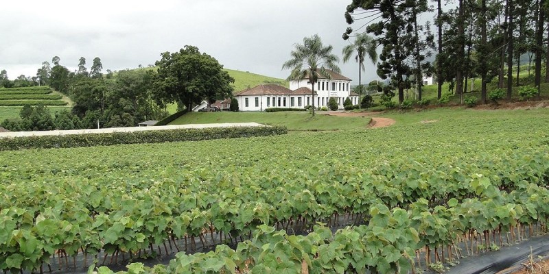 Comissão Técnica Brasileira da Vinha e do Vinho contará com participação da Epamig