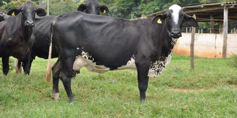 Emater-MG orienta produtores de leite e queijo sobre como amenizar impactos da pandemia do coronavírus em suas atividades