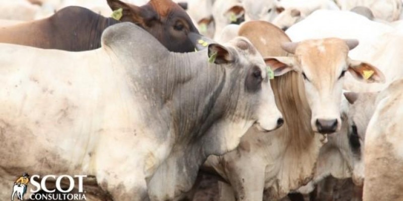 Poucas variações nos preços no mercado do boi gordo