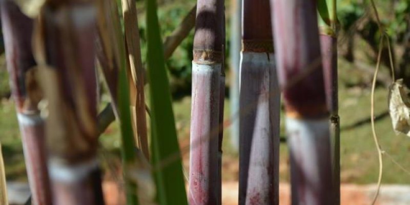 Defensivo agrícola promete controlar broca-da-cana em todo ciclo