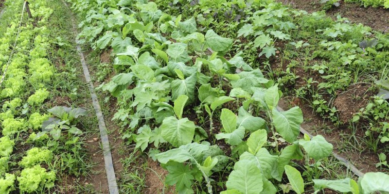 Emater-MG divulga em redes sociais receitas de caldas para controlar doenças e pragas em plantas