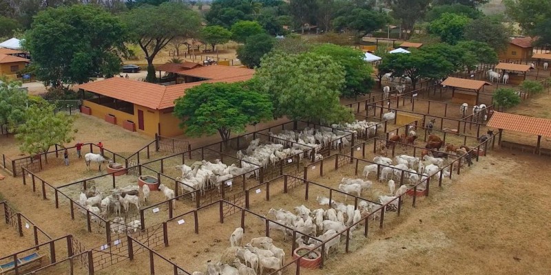 Emater-MG orienta sobre realização de feiras e leilões de bovinos em Minas Gerais