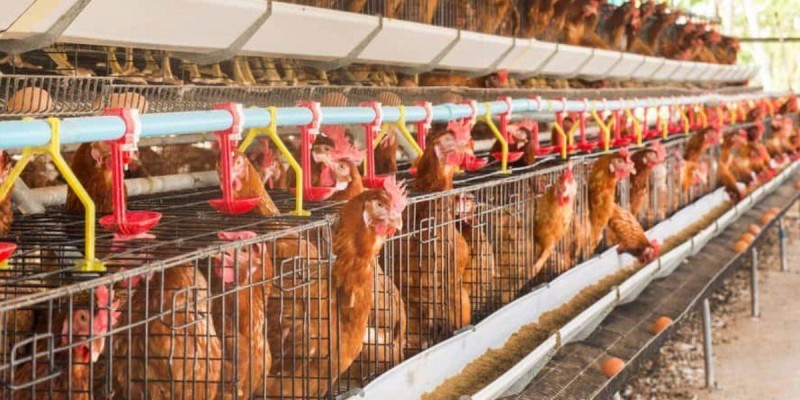 Granjas com até mil aves serão registradas em todo o estado