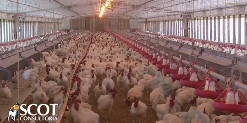 Mercado do frango firme na primeira semana de junho