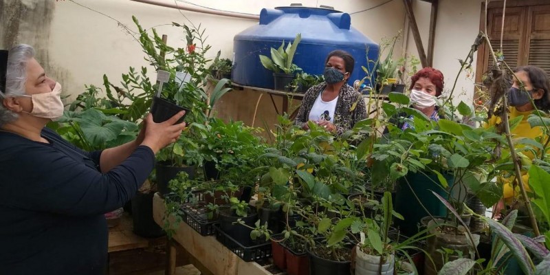 Moradores do Campo das Vertentes aprendem a cultivar hortaliças Pancs em vasos