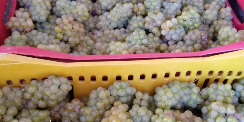 Produtores e especialistas celebram a qualidade das uvas colhidas na safra de inverno 2020