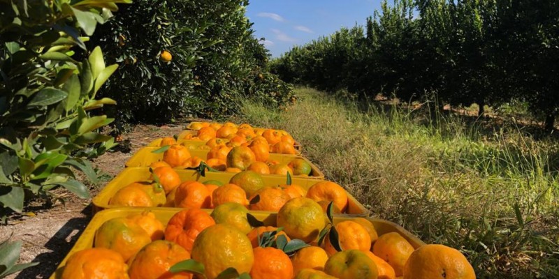 Série Agrotecnologia no dia a dia destaca a citricultura