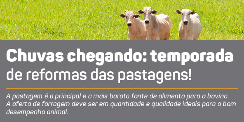 Carta Insumos - Chuvas chegando: temporada de reformas das pastagens!