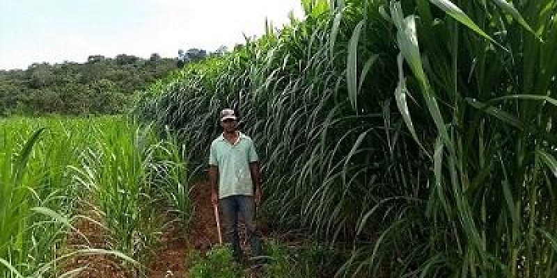 Propagação de mudas de capim beneficia mais de 100 pecuaristas familiares da região Central de Minas