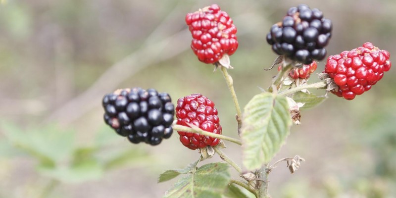 Evento online destaca o cultivo de pequenas frutas