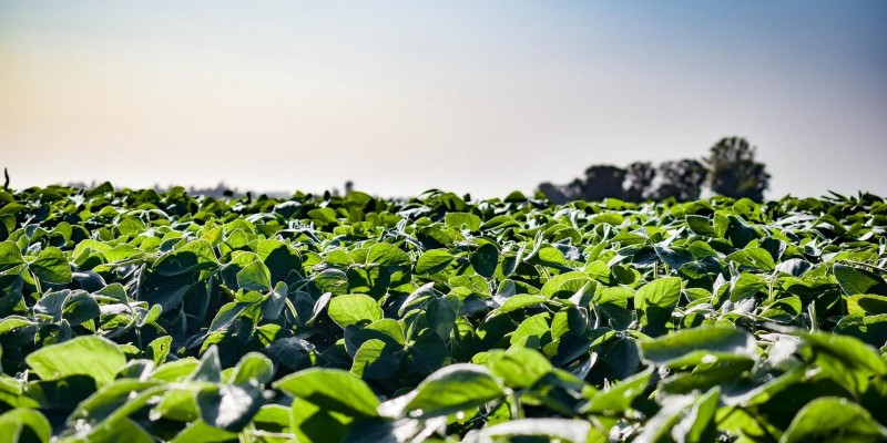 Exportações do agro mineiro já superam em 9,6% as vendas de 2019