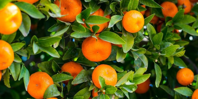 Citricultores mineiros têm até o dia 15 de janeiro para enviar ao IMA relatório sobre HLB (greening)