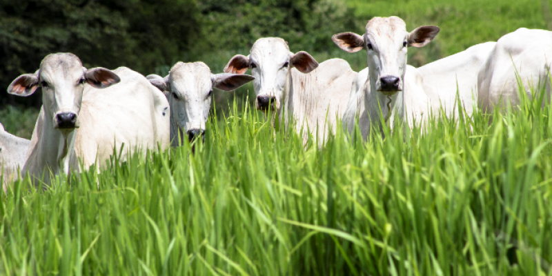 Aumento do investimento melhora a receita do produtor rural